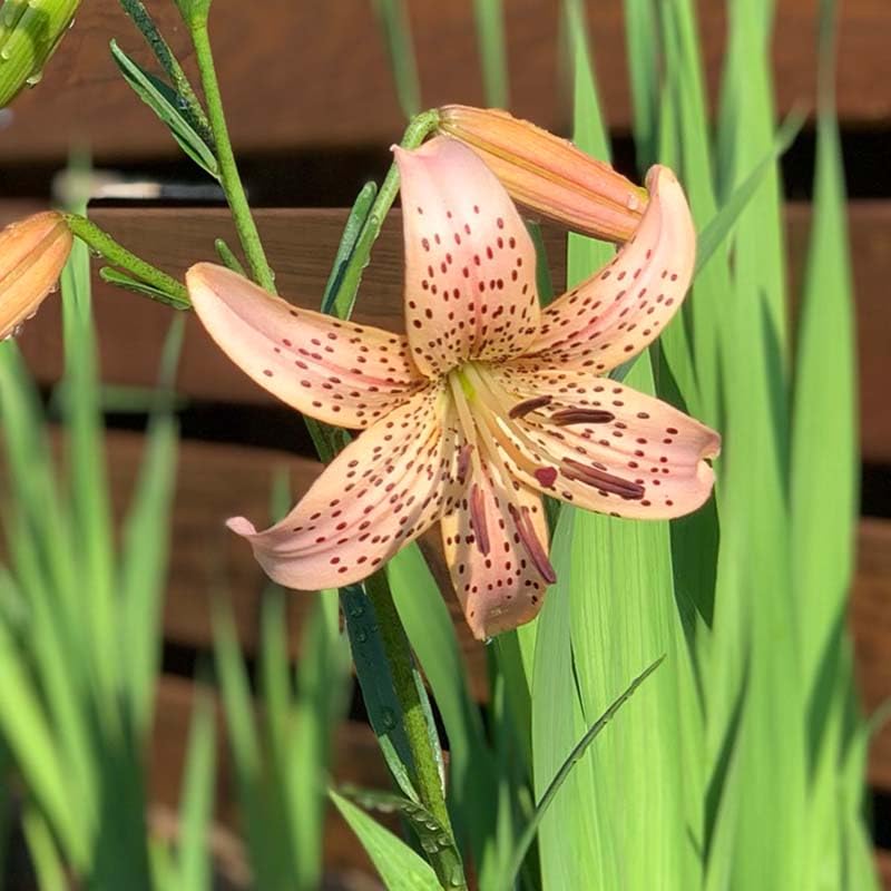 Amazon.com : Tiger Babies Hybrid Lilies Flower Bulbs - 3 Lily Bulbs per  Pack - Attracts Butterflies and Hummingbirds - Naturalizing -  Perennializing - Easy to Grow Live Plants - Outdoor Garden : Patio, Lawn &  Garden