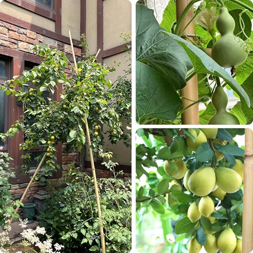 Image of COLOtime 8FT Bamboo Stakes Plant Stakes 1 Inch Thick Diameter Garden Stakes Heavy Duty for Plant Support Outdoor Climbing Plants Support Gardening Stakes 10 Pack