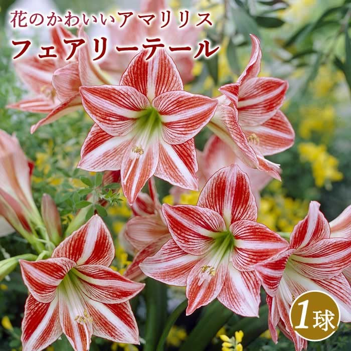 AIで作った フリル アマリリス 黒 球根 MA*RS】肩開きフリル