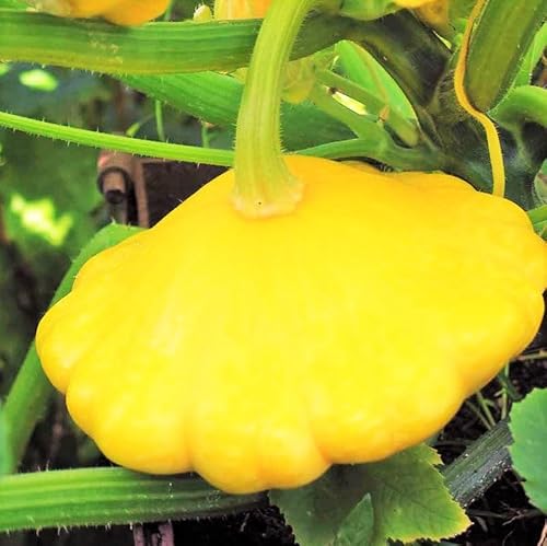 TomorrowSeeds - Sunburst Yellow Patty Pan (Bush Scallop Squash) Seeds