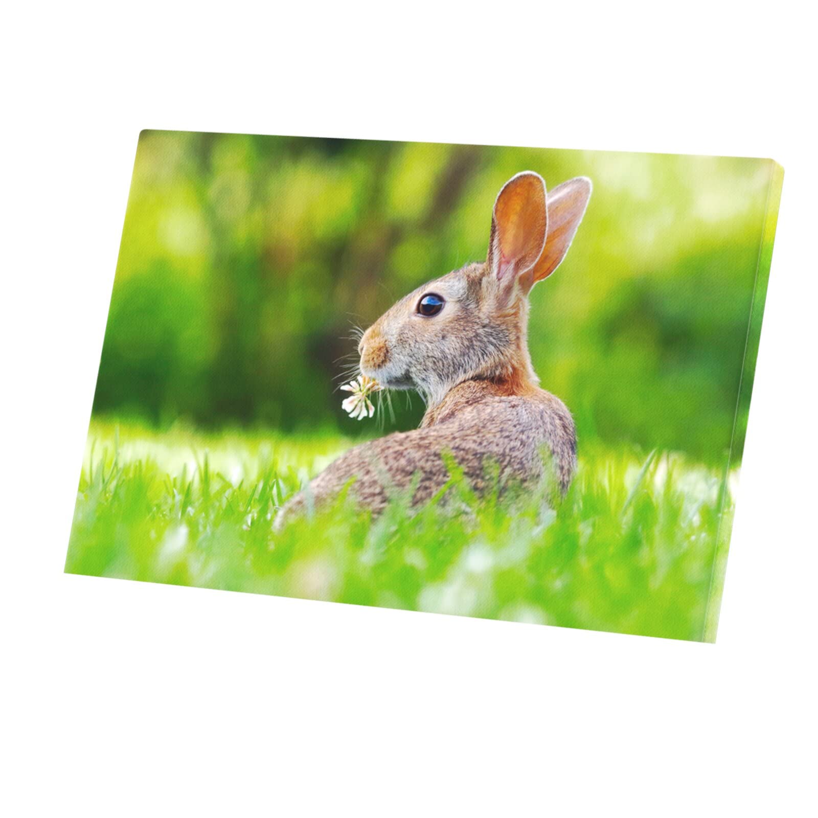 Photo animaux sauvages lièvre tableau pour mur vide chambre - 4
