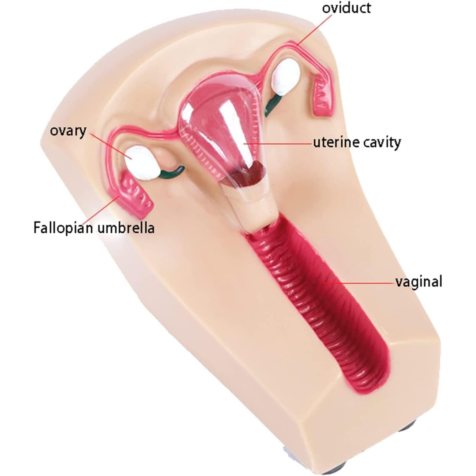 EKSED Modello di contraccezione e Formazione intrauterina Femminile - Simulatore IUD Modello di Formazione per la Pratica Medica per Studenti di Infermieristica