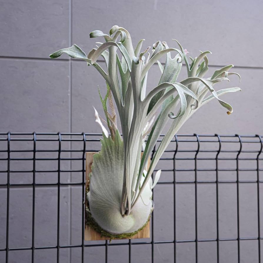 Amazon.co.jp: P.veitchii wild vp#17 ビカクシダ 胞子 : おもちゃ