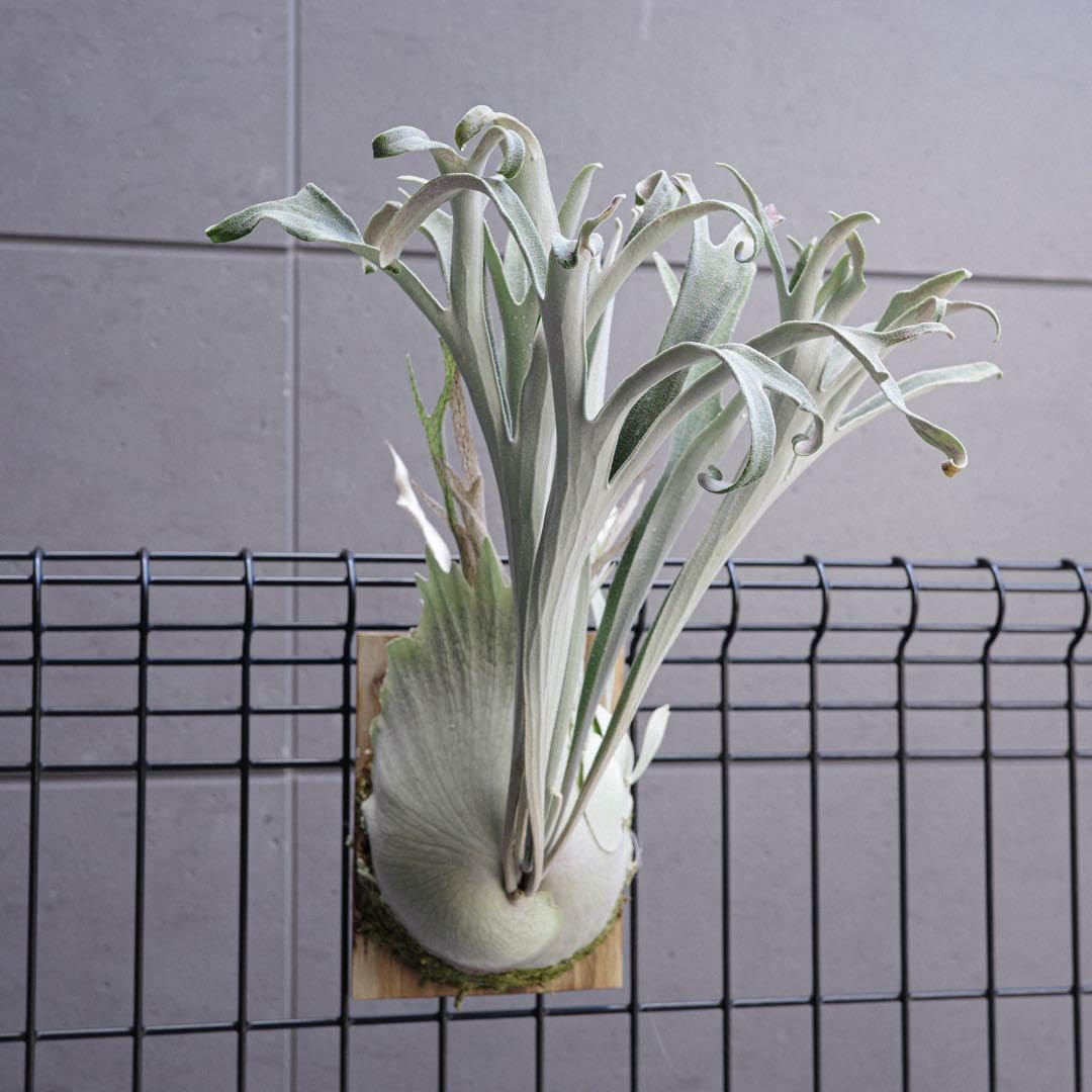 Amazon.co.jp: P.veitchii wild vp#17 ビカクシダ 胞子 : おもちゃ