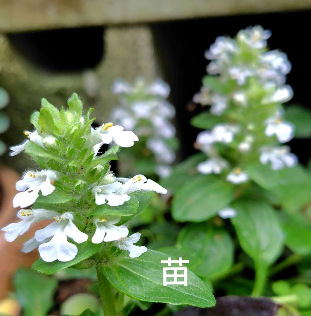 Amazon.co.jp: アジュガ 白花 4センチポット植え : DIY・工具・ガーデン