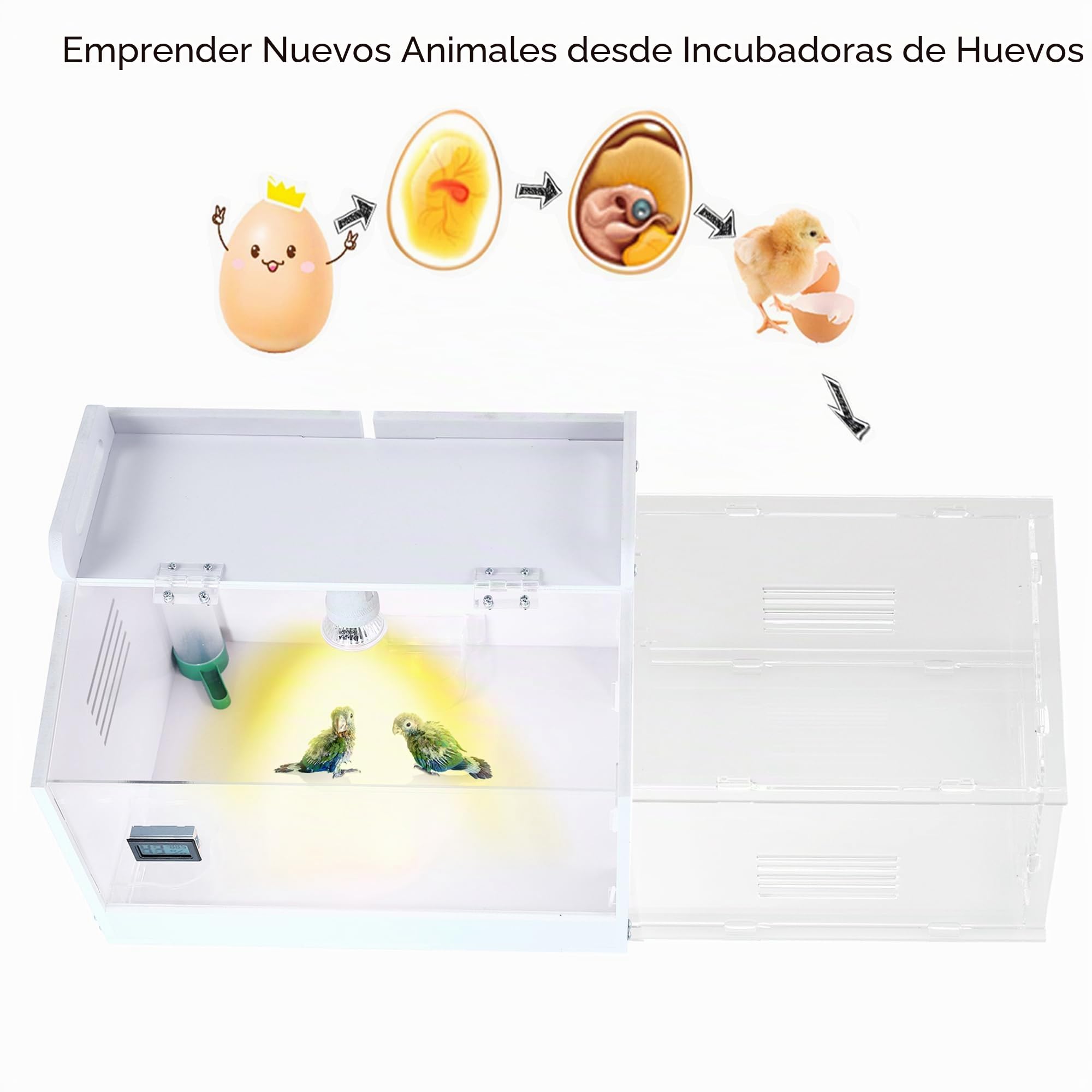 Iarge-Scale - Caja de incubadora de pollitos, jaula de codorniz, incubadora de huevos, kit de iniciación de pollitos 20-35
