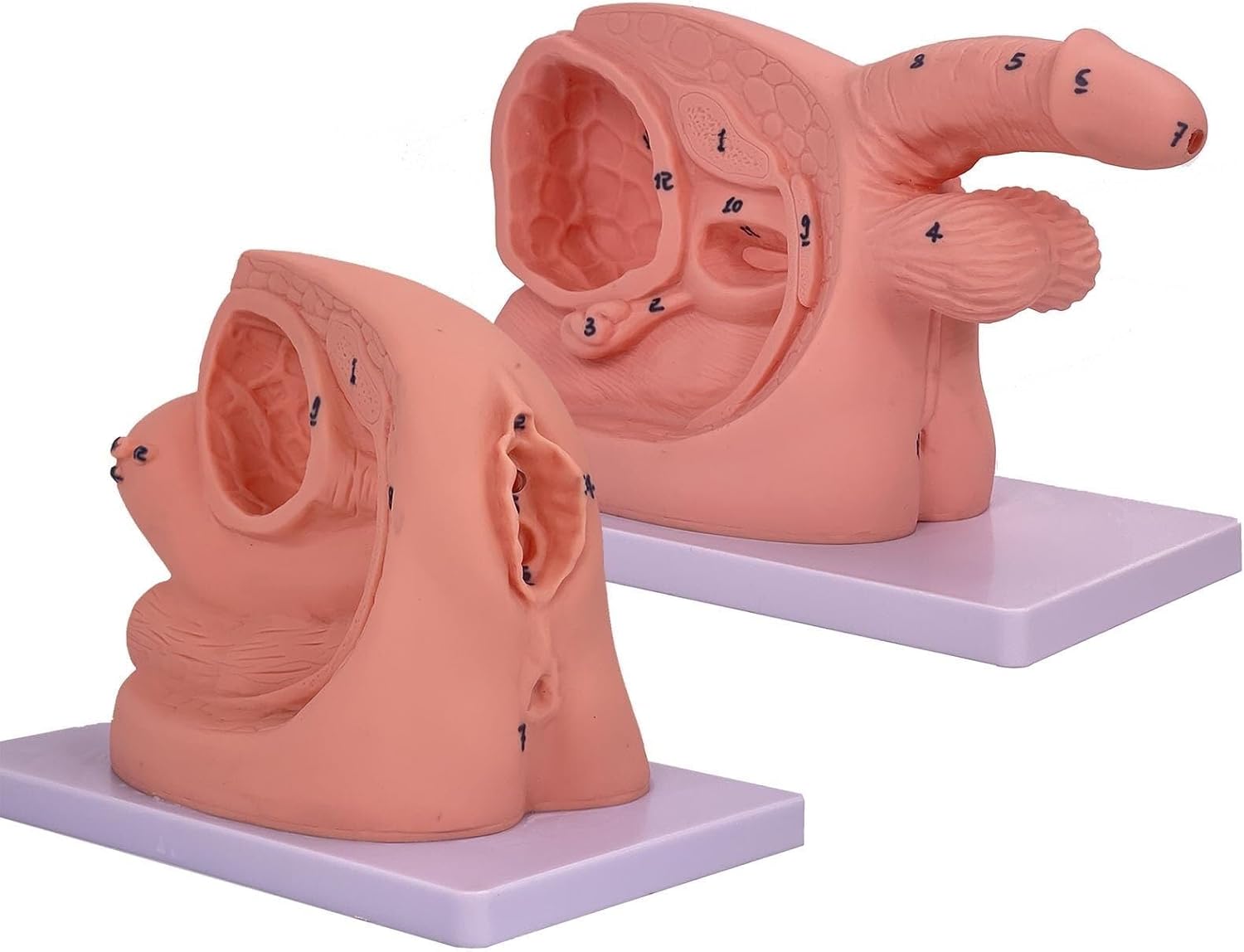 Male and Female Catheterization Models Internal and External Genital Anatomy Models, 2 Pcs Catheterization Models, Simple Male Female Catheterization Model, PVC Manikin Teaching Mannequin