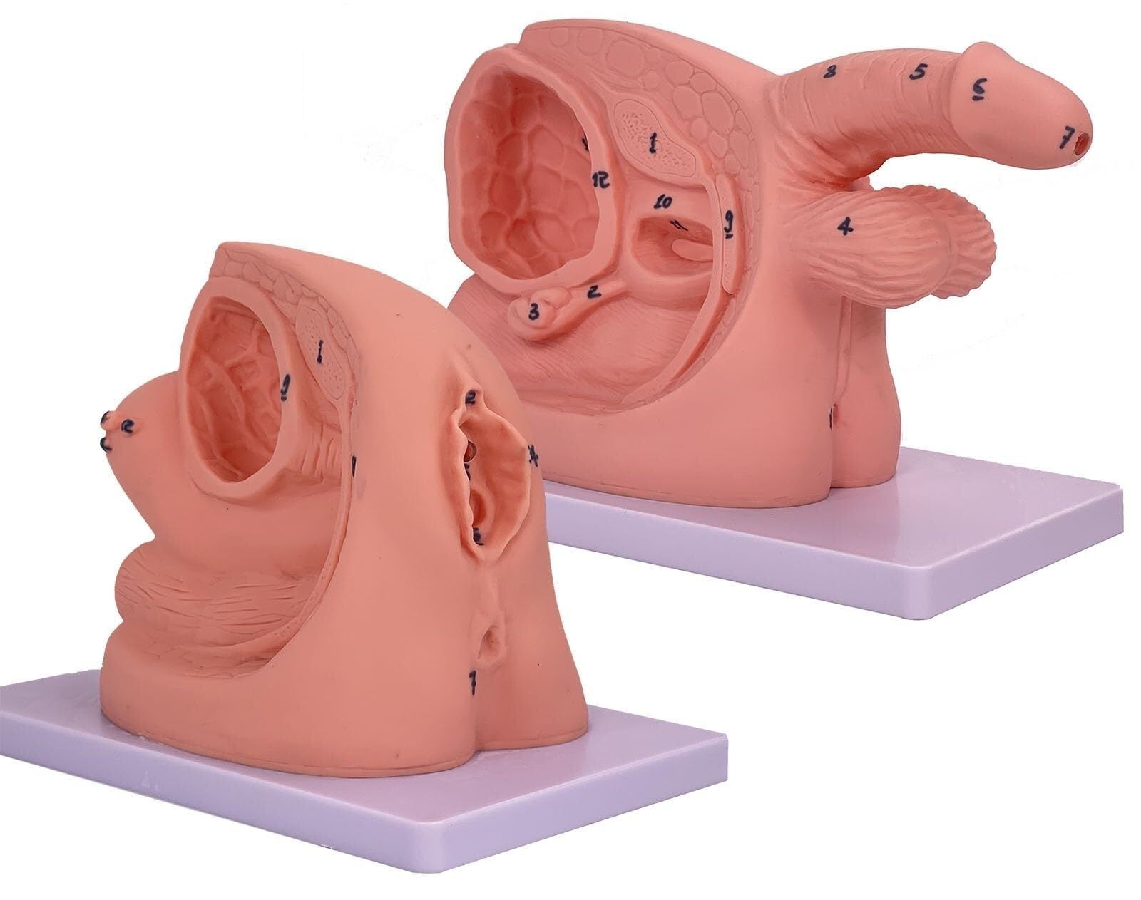 Modèles de cathétérisme masculin et féminin, modèles d'anatomie génitale interne et externe, 2 modèles de cathétérisme, modèle de cathétérisme masculin et féminin simple, mannequin d'enseignement en P