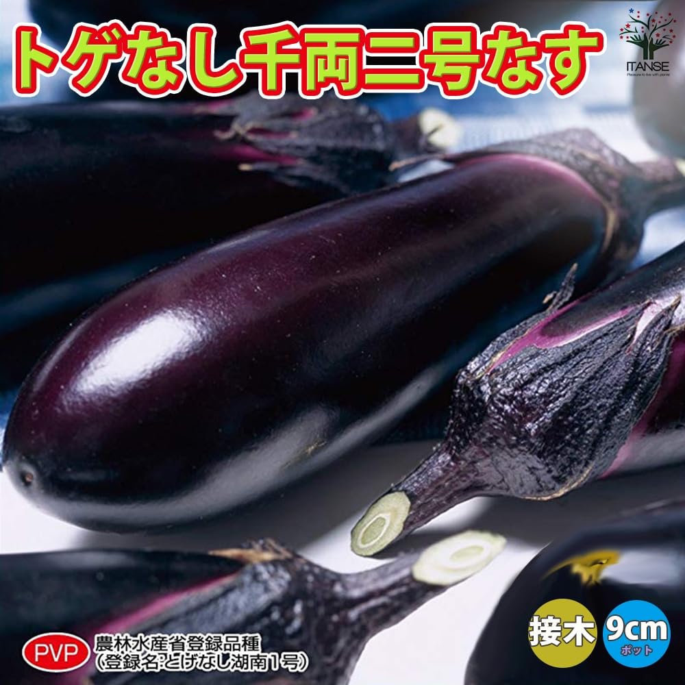 Amazon.co.jp: ITANSE なすの苗 とげなし千両二号なす 接木苗 3
