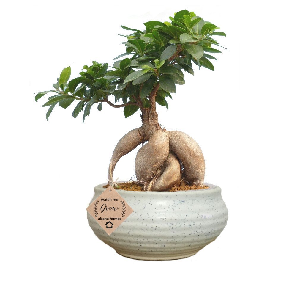 Abana Homes Ginseng Grafted Ficus Indoor Real Bonsai Live Plants for Home with Pot - 6 Year Old (B07G3CWZP3) Amazon Price History, Amazon Price Tracker