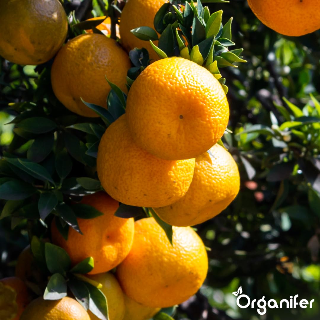 Fertilizante Líquido - 2x1L - Para Naranjo - NPK 2-1-8 | Plantas Fuertes Y Hojas Saludables - Organifer