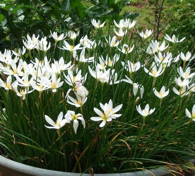 Rain Lily (Zephyranthes) Healthy White Color(5 Bulbs) Flower Bulbs - By Flora Seeds-image-45