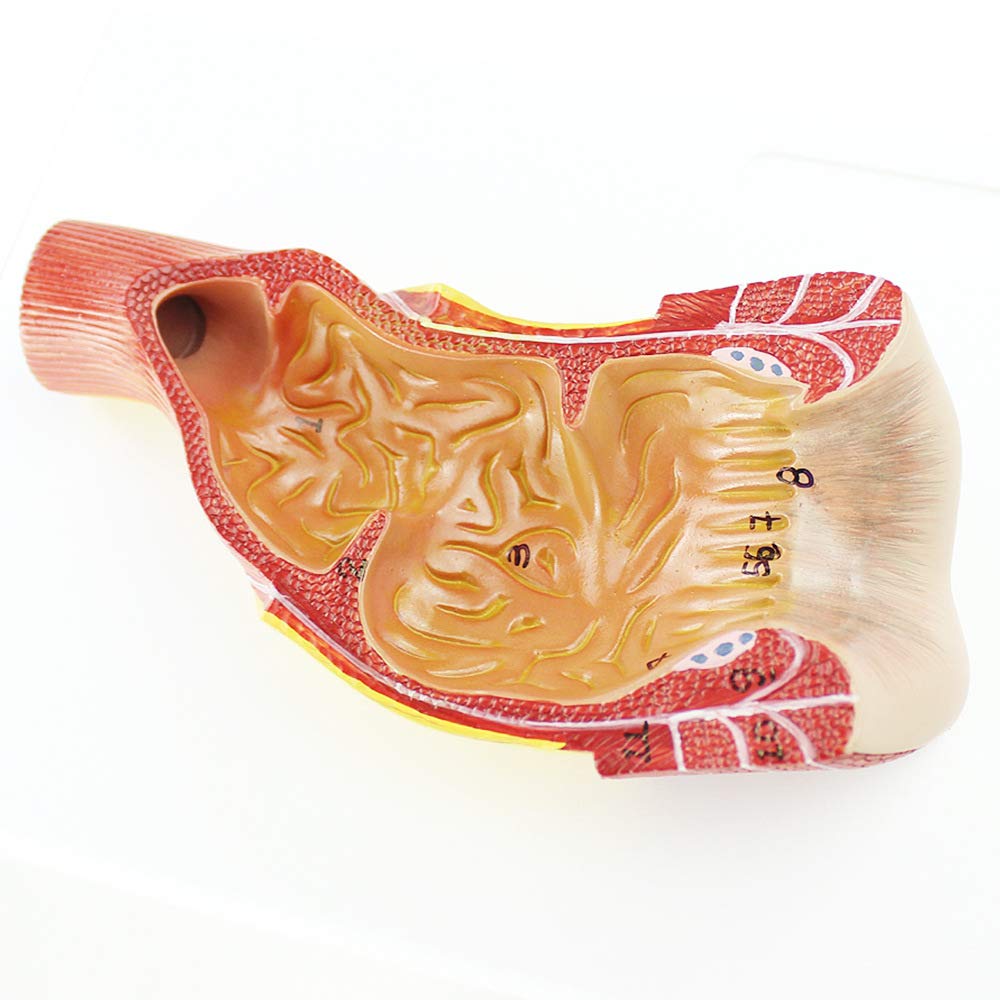 1 szt. Model odbytu człowieka - Anatomiczny model edukacyjny do nauki anatomii, materiał PVC, pomoc dydaktyczna do modelu odbytniczo-odbytniczego