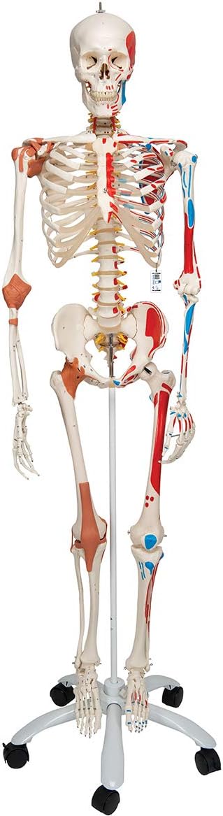 A13 Sam the Super Skeleton w/ pelvic roller stand - 3B Smart Anatomy
