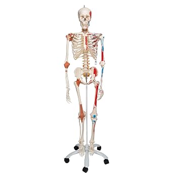 3B Scientific A13 Sam the Super Skeleton w/ pelvic roller stand - 3B Smart Anatomy