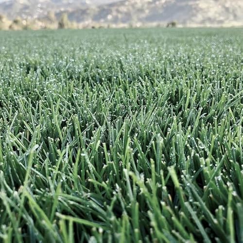 North Star Grass Seed (10 lbs) | Premium Kentucky Bluegrass & Tall Fescue Blend Non-Returnable - Thumbnail 3