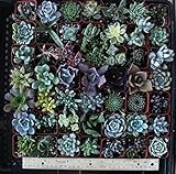 30 Assorted Succulent Plants - 2 Inch Pot -Many Varieties !!!Great for Wedding