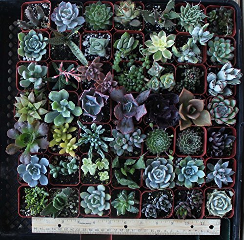 Jiimz 30 Assorted 2