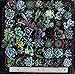 Jiimz 30 Assorted 2" Succulent Plants