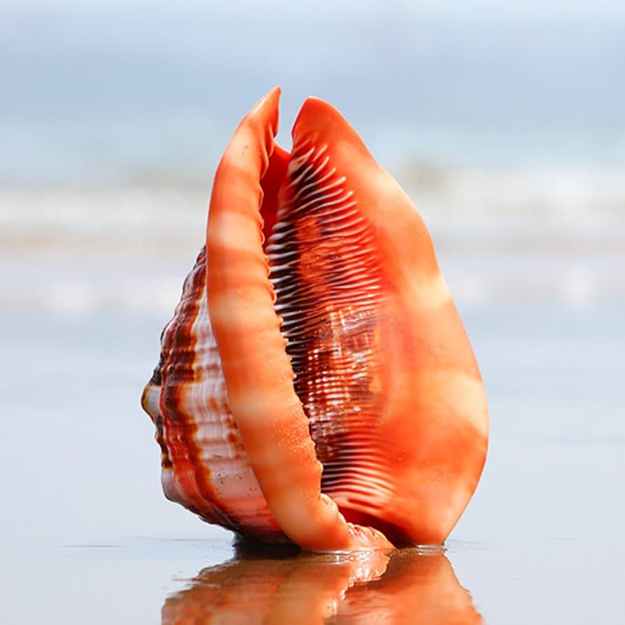 巻き貝♡様 Amazon.co.jp: 大きな天然貝殻、巨大な海洋希少巻貝 11~15 cm 貝殻