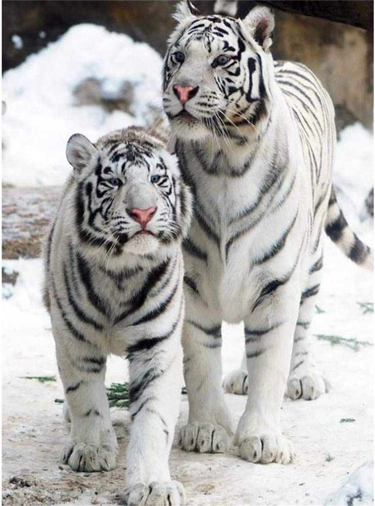 New 5D Diamond Painting Kits for Adults Kids, Awesocrafts Snow White Tiger Couple Full Drill DIY Diamond Art Crystal Rhinestone Paint by Diamonds Cross Stitch (Bengal Tiger)