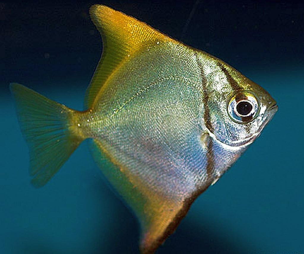 海水魚 観賞魚 チョウチョウウオ ヒメツバメウオ サイズ 5cm 5匹 増子水景 熱帯魚 観賞魚 通販 Amazon