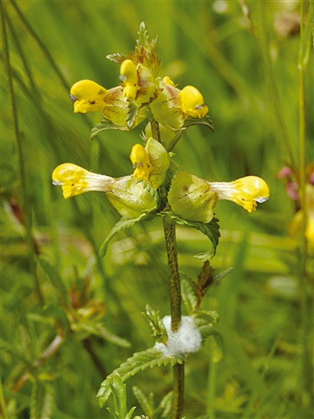 Landlife Wildflowers Yellow Rattle Seeds (10g) - 100% Native Rhinanthus ...