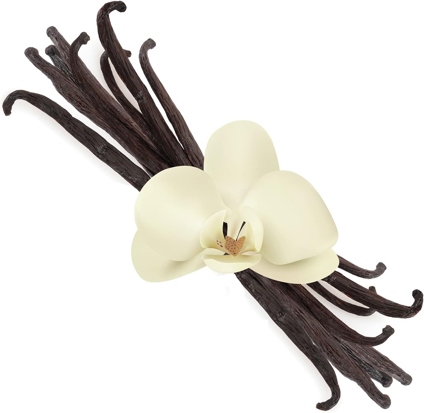 Organic Vanilla Beans Extra Large (Grade A Gourmet) | 8" Inch Length (10 Pack) | Perfect for Cooking, Baking, Extracts | Premium Quality Culinary, Aroma, Freshness | Ceylon's Finest Vanillin