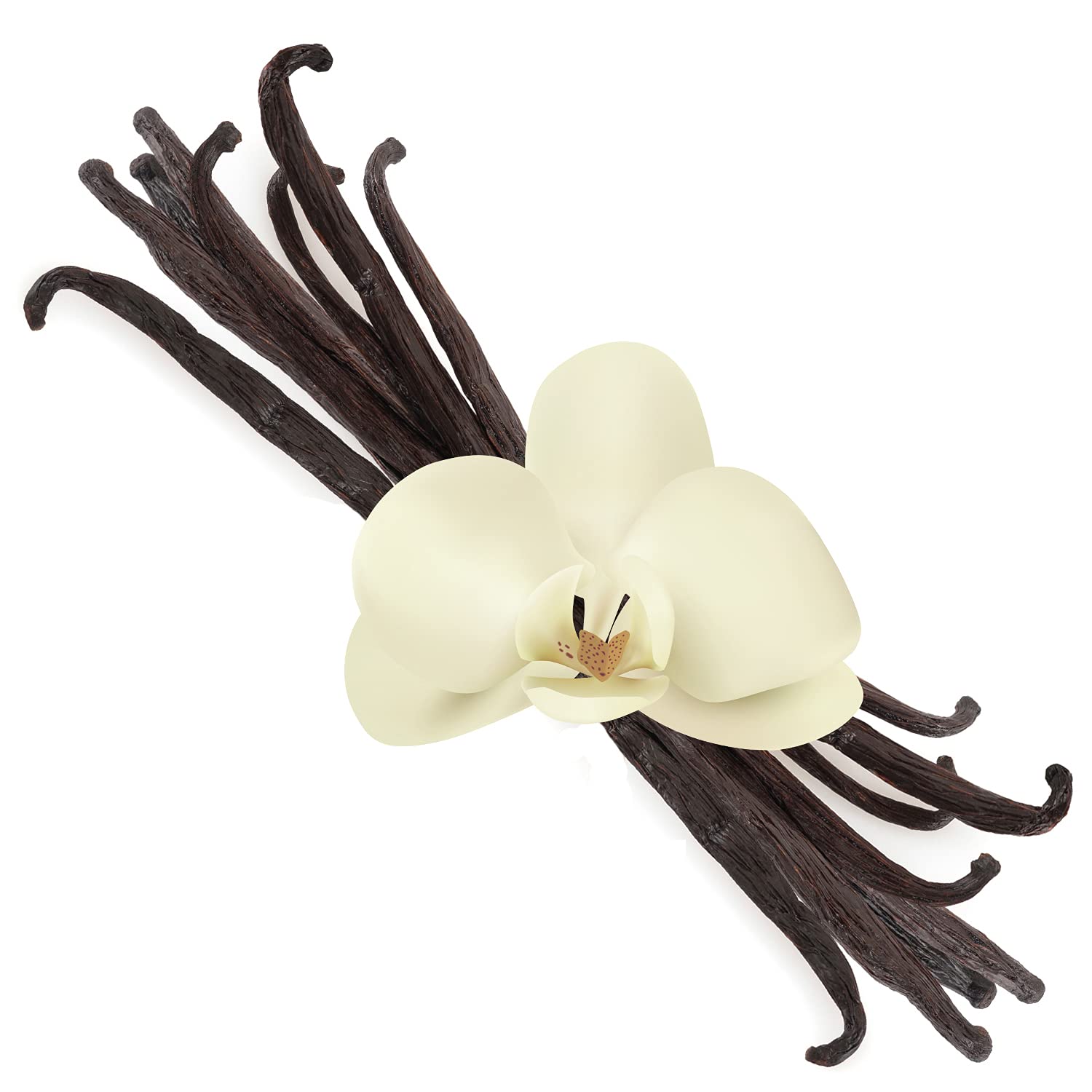 Organic Vanilla Beans (Grade A Gourmet) | Extra Large 8" Inches | Perfect Extracts, Baking, Cooking | Resealable 10 Pack | Premium Quality Culinary, Aroma, Freshness | Ceylon's Finest Vanillin