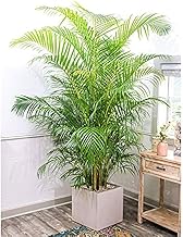Live Air Purifying Areca Palm Indoor Live Plants for Living Room, Home, Office, Table, Kitchen & Desk Decor | Best Plant For Balcony & Garden | (pack of 1) A_9