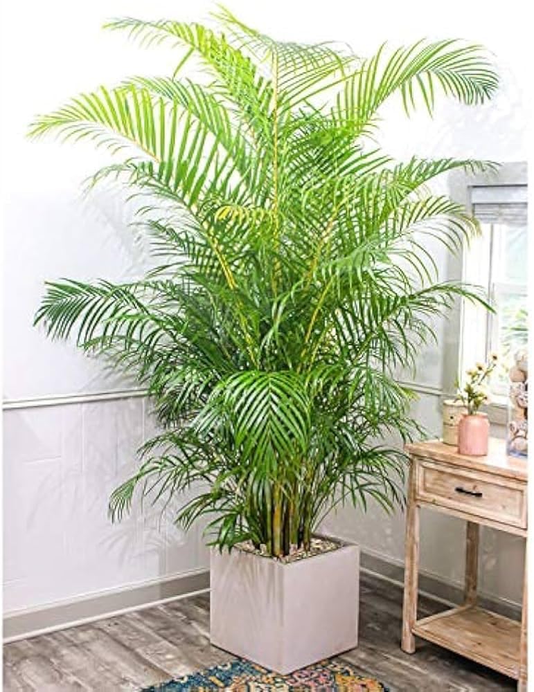 Live Air Purifying Areca Palm Indoor Live Plants for Living Room, Home, Office, Table, Kitchen & Desk Decor | Best Plant For Balcony & Garden | (pack of 1) A_9-image-24