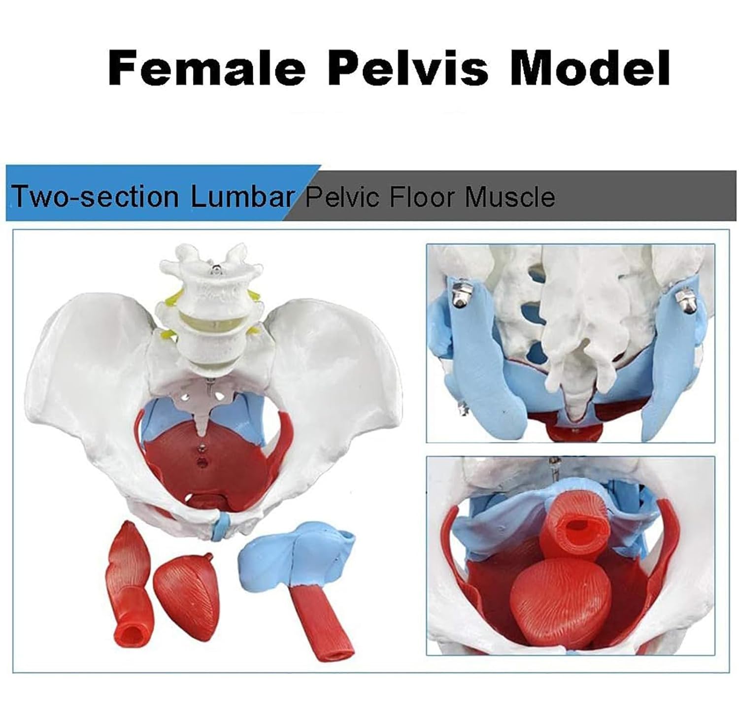 Modello muscolare del pavimento pelvico femminile, aiuto didattico anatomico per il recupero post-partum, include struttura degli organi pelvici e 2 vertebre lombari, strumento educativo per la