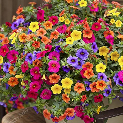 Graines de pétunia de couleurs mélangées pour bonsaï, belles graines de fleurs, plantes de jardin, graines de pétunia, balcon, cadeau rare pour la décoration de la maison, prune Paquet de 500 graines