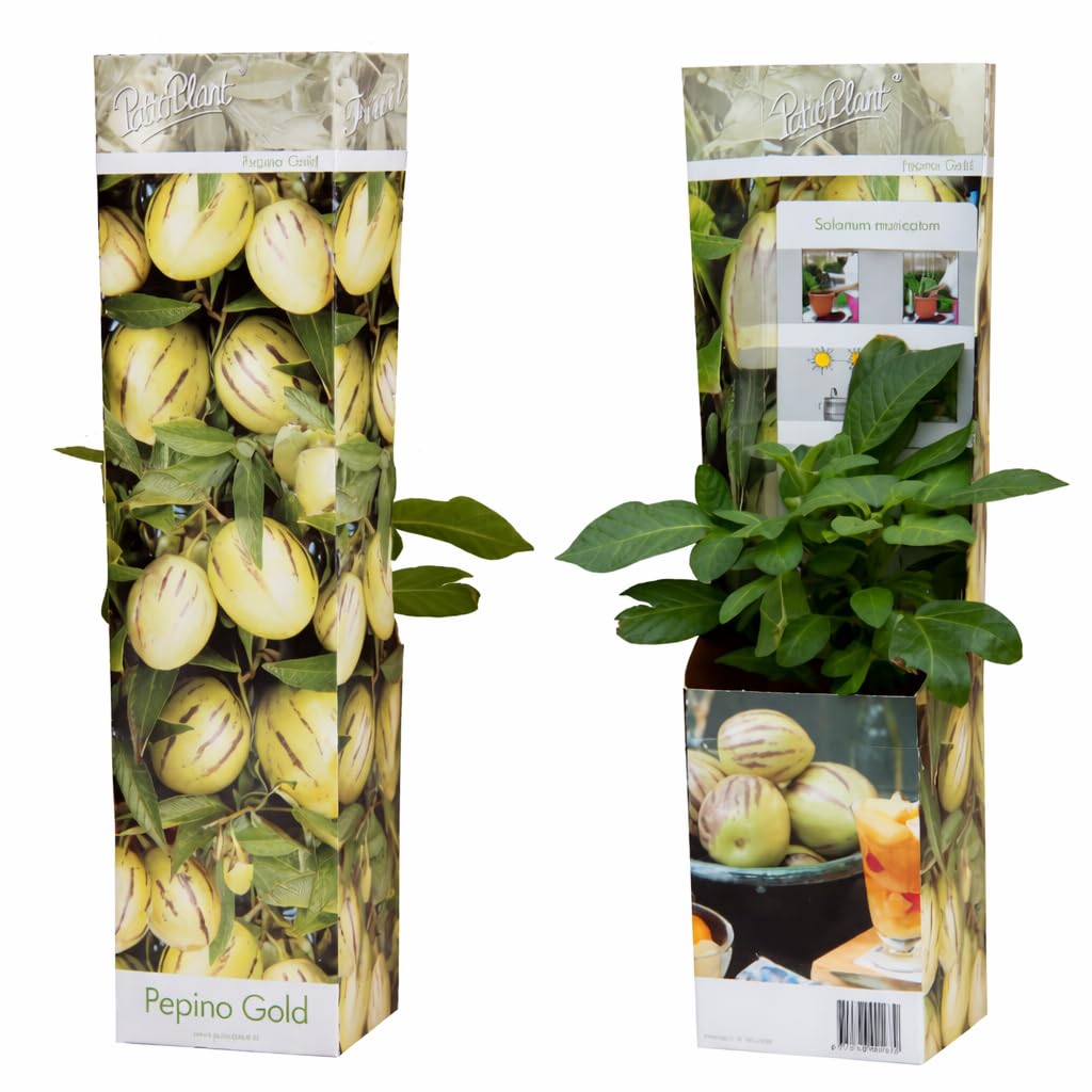 Solanum Pepino Gold 20-40 cm – słodka i aromatyczna gruszka melonowa, egzotyczna roślina owocowa do ogrodu i na balkon