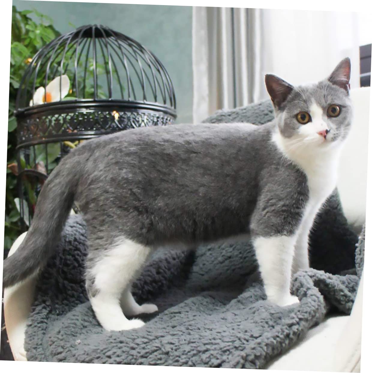 COLLBATH 2pcs Pet Blanket Soft Warm Dog Cat Pet Quilt for Indoor Outdoor Protect Bed Sofa Fleece Material