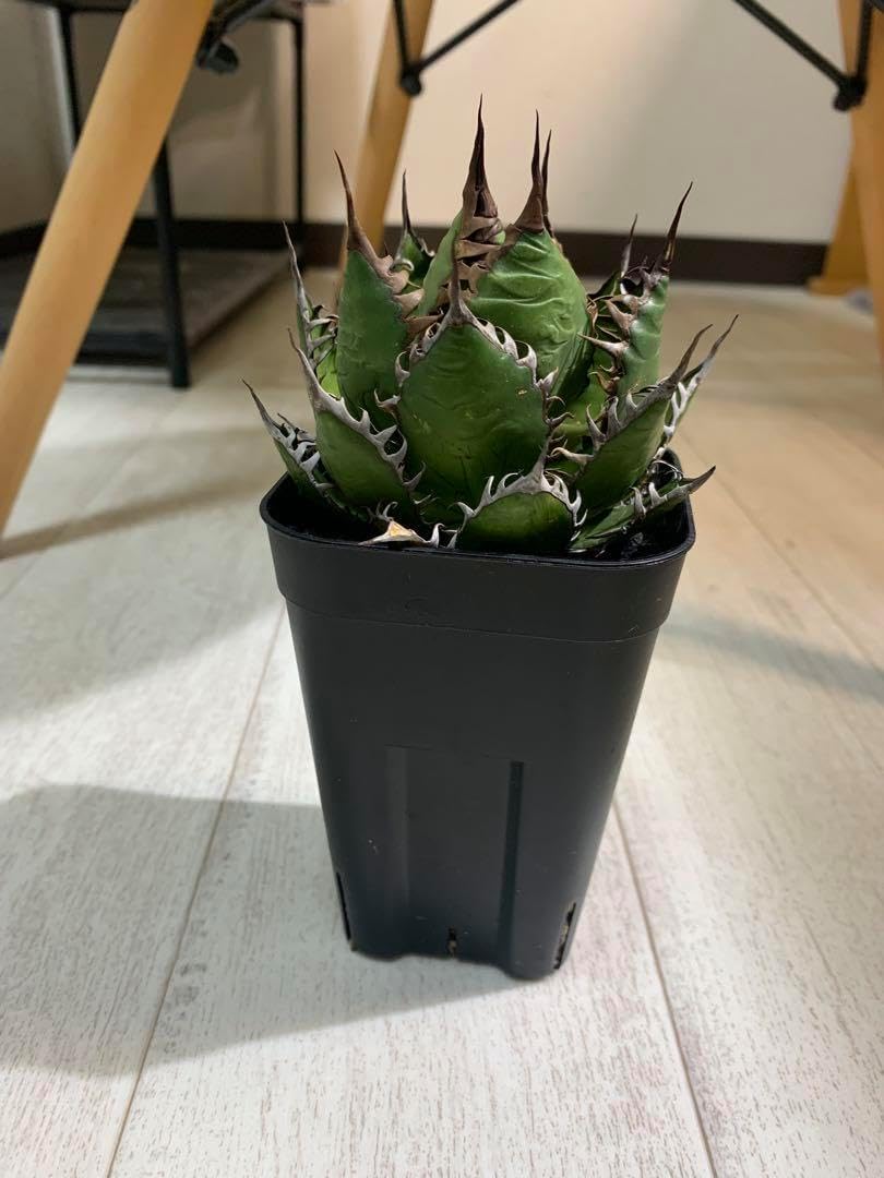 発根済み アガベ ホリダ アガベ ホリダ 白中斑 白縞斑 発根済