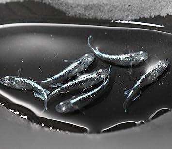 Amazon 改良めだか研究販売 Egめだか サバの極み めだか 稚魚 １０匹 サイズ 1cm 1 5cm メダカ 生体 改良めだか研究販売 Egめだか 観賞魚 水中生物 通販