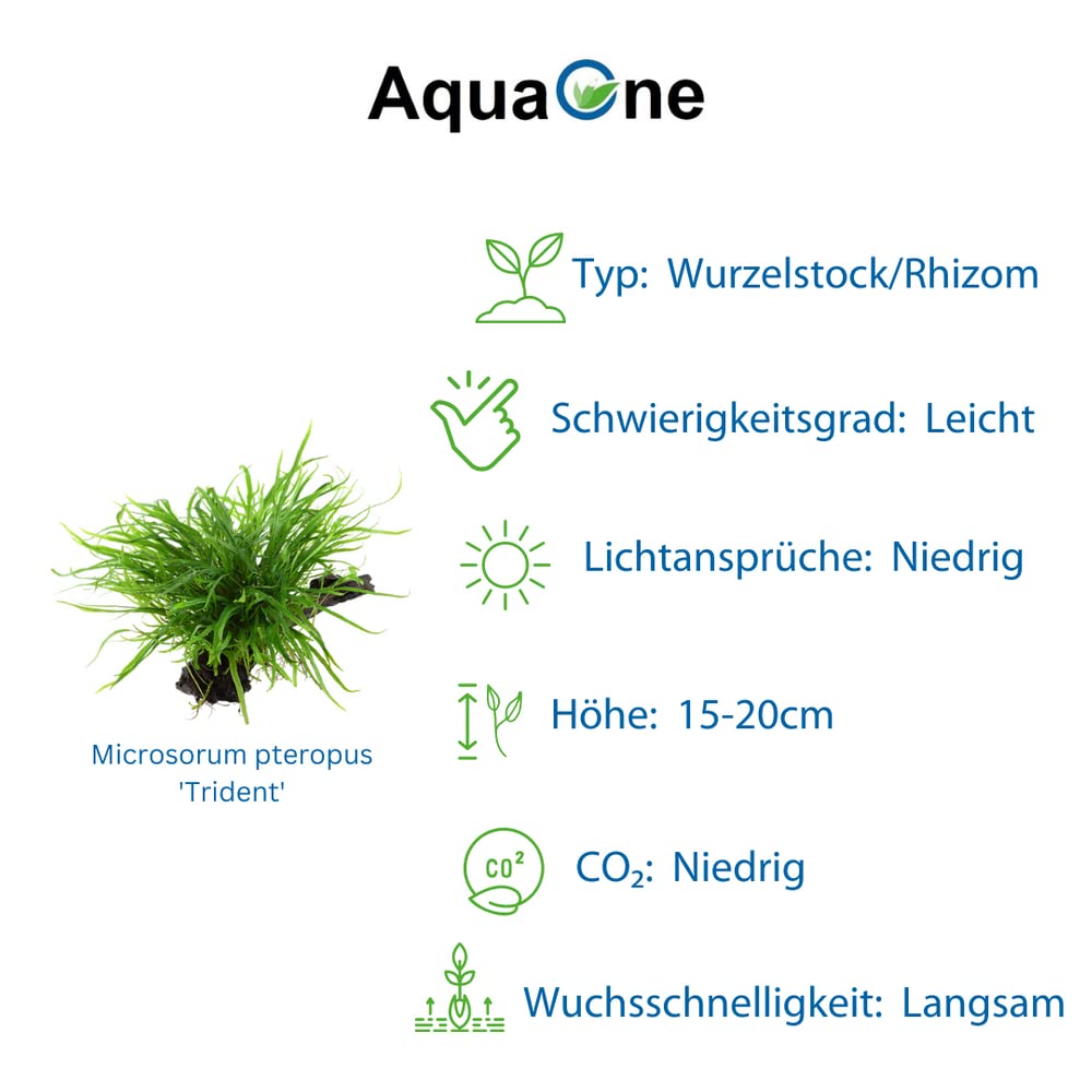 AquaOne Plantas de acuario I 3 x plantas acuáticas I Planta de acuario en la raíz I Microsorum pteropus Jafarn Narrow Trident I Set Mix con 3 plantas de base medianas