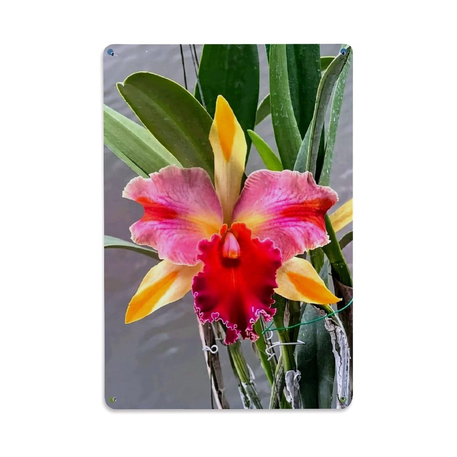 Jdfenggu Vintage Vibrant Pink And Yellow Orchid Retro Metal Tin Sign, Metal Poster For Bar, Home, Man Cave, Kitchen, Laundry Room Art Decor 8X12 Inch