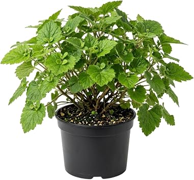 Green Piggyback Plant 4" Pot, Hardy Houseplant