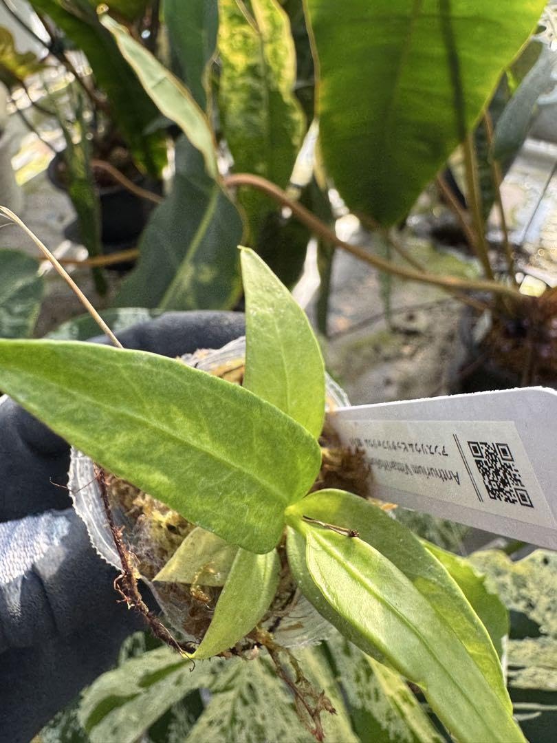 アンスリウム　ビッタリフォリウム (斑入り) アンスリウム ビッタリフォリウム 斑入り 2号ポリポット – RARE