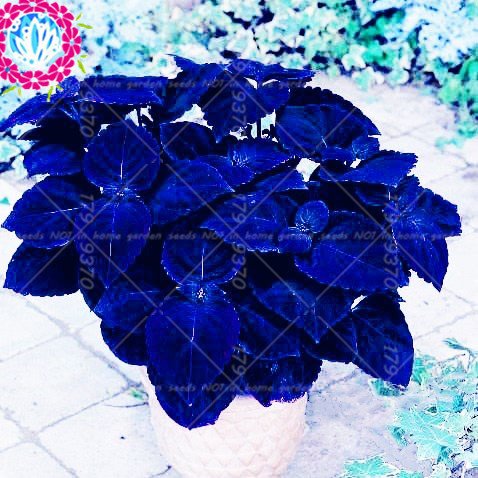 Amazon.com : 100pcs / bag Rainbow Coleus Potted Flower Seeds, Japan Rare  perennial indoor beautiful foliage plant Bonsai seed for home&garden 1 :  Patio, Lawn & Garden