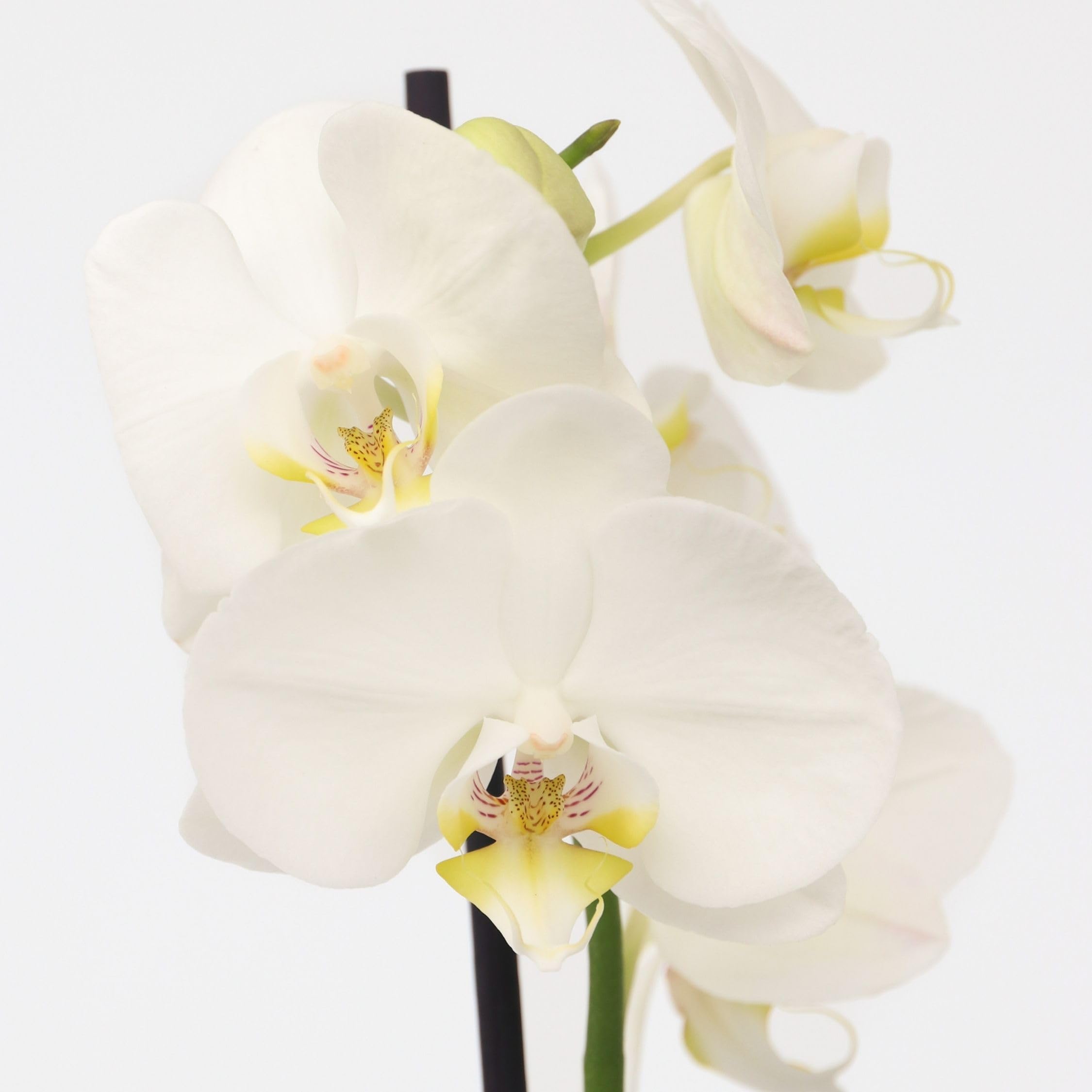 Plant in a Box - Orchidée papillon - Phalaenopsis dans panier décoratif - Hauteur 50-60cm - Pot 12cm - Plante d’intérieur fleurie - Adaptée aux chats
