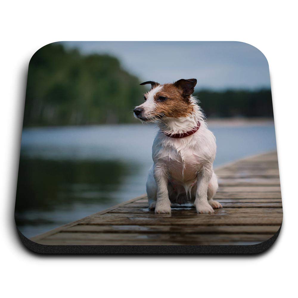 1 x Square MDF Fridge Magnet - Jack Russell Terrier Lakeside Dog 15618