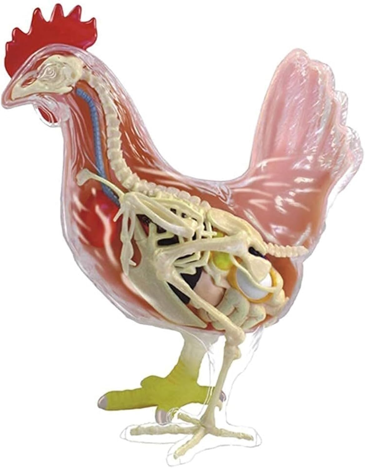 1 szt. 4D model anatomiczny szkieletu kurczaka - 32 odłączane części, edukacyjna układanka do nauki i opieki zdrowotnej