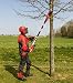 Grizzly Tools Podadora telescópica AKS 2040 T Lion de 20 V con...
