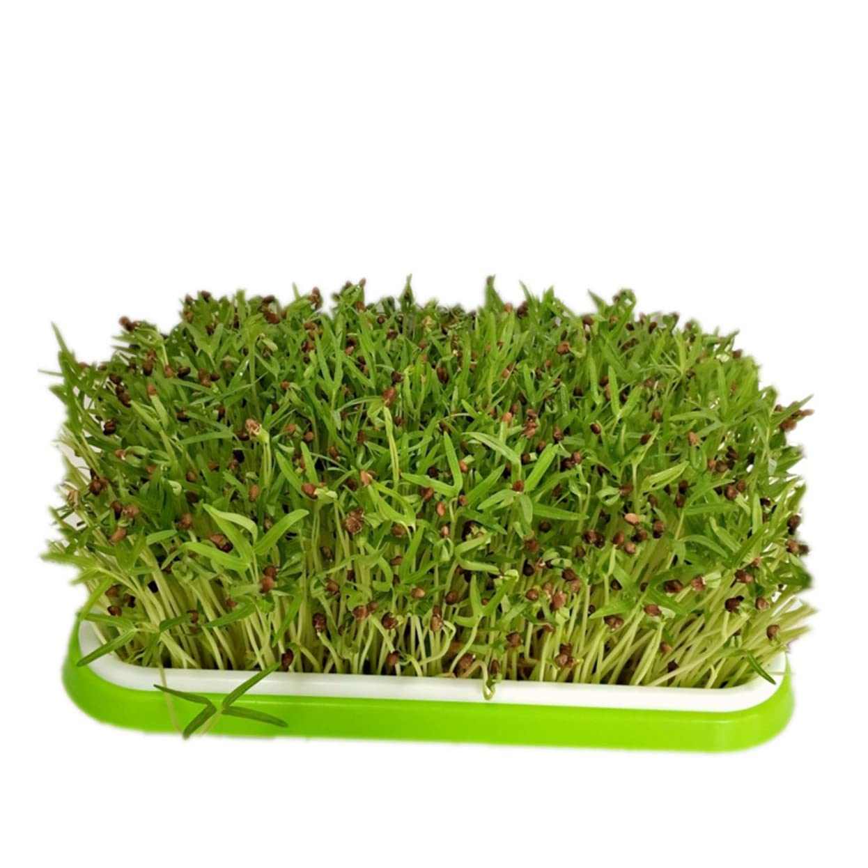 BESPORTBLE 5pièces Plateau de Germination Hydroponique Plateaux de Culture Sol Plateau de Germination Pratique