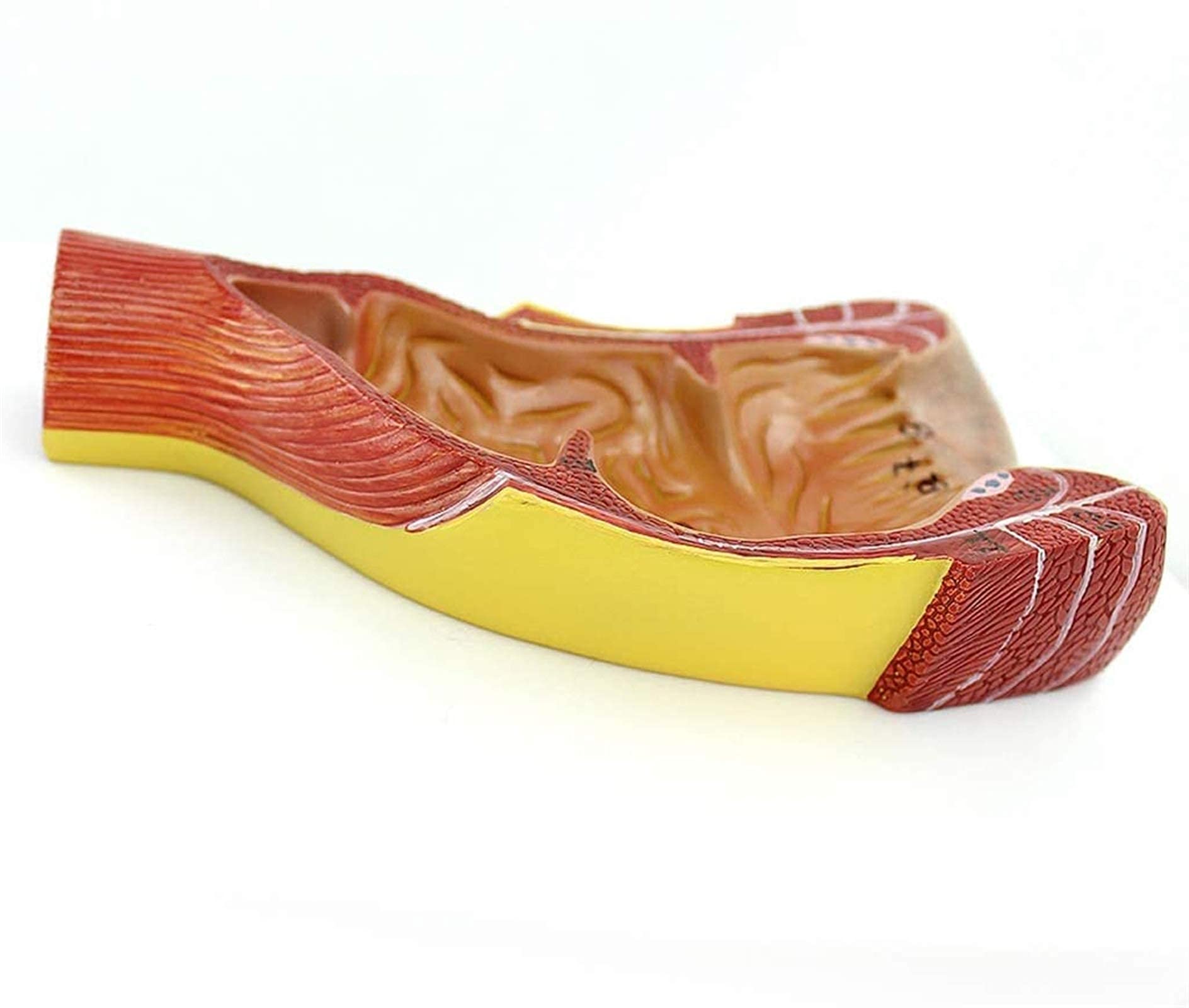 Model anatomiczny, model ludzkiego kanału nicy - narząd ludzki - medyczny model kanału nicy - materiał PCW model anorektalny do nauki nauczania modów medycznych model szkieletu