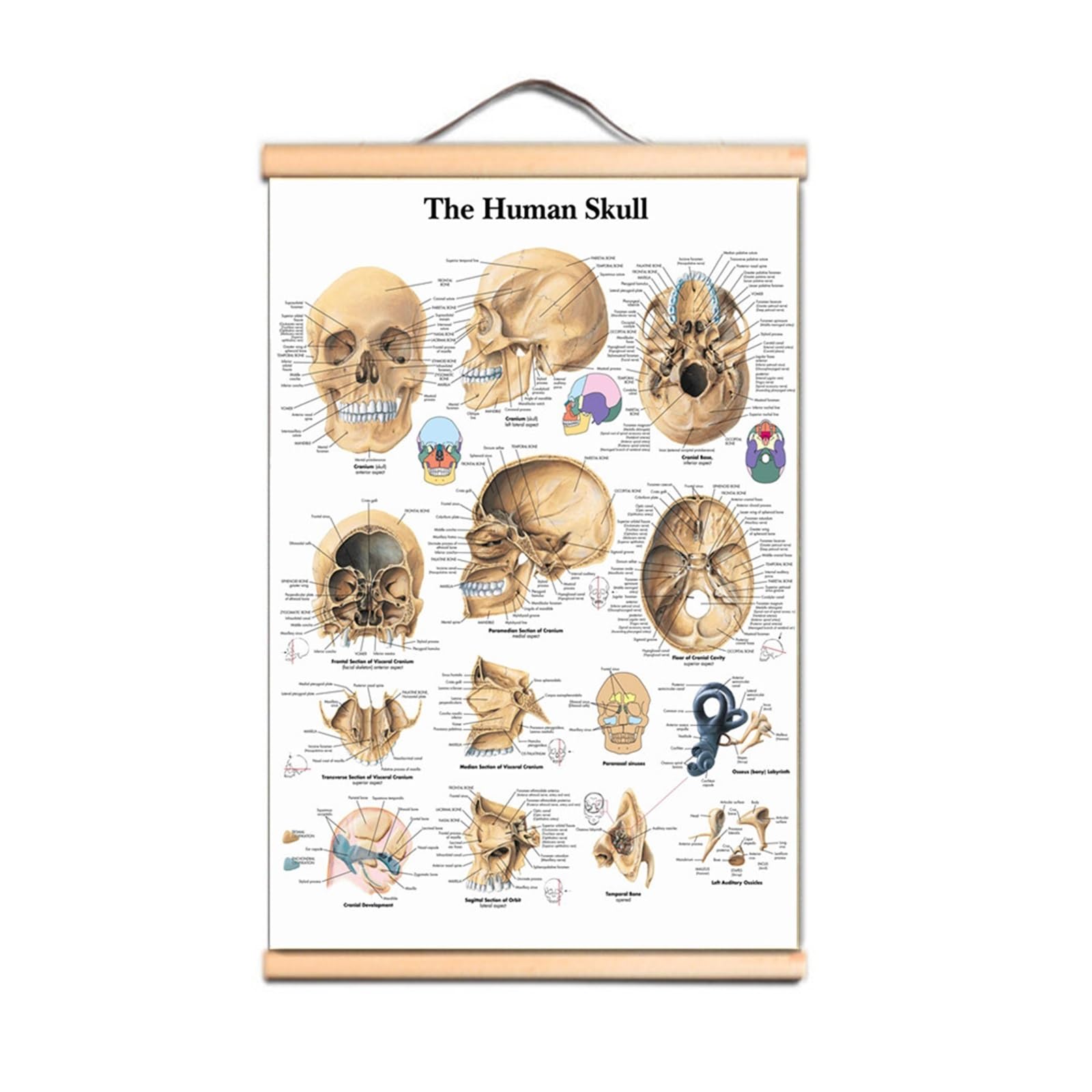 1 Szt. Ludzka Czaszka Plakat Drukuj Wykres Ścienny Anatomia Obraz Płótno Artystyczne Przewiń Malowanie Szpitale Kliniki Ozdobne Malowidło Ścienne(Scroll Painting,50X70 CM)