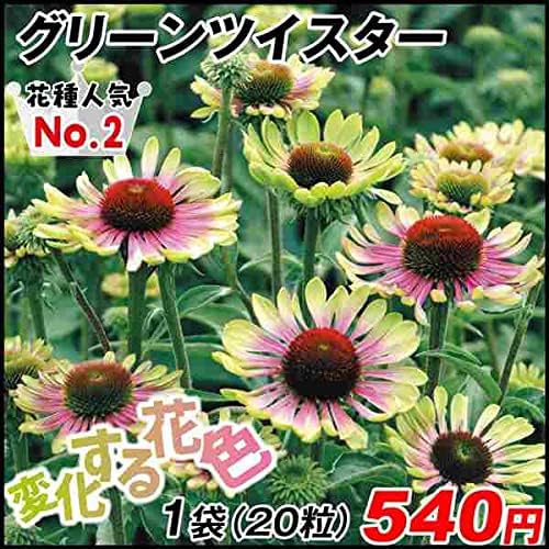 Amazon エキナセア 種 グリーンツイスター 1袋 粒 エキナセアの花 エキナセアの種 花たね 花の種 花 種子 タネ 花壇 寄せ植え 国華園 22年春商品 花